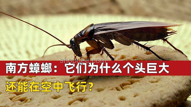 北京居民家中南方帶翅大蟑螂案例研究