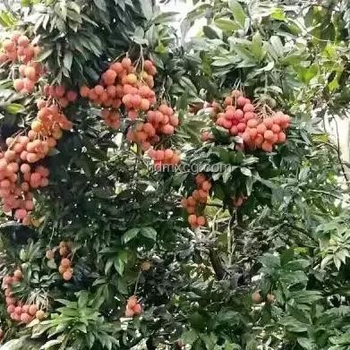 《長(zhǎng)安的荔枝》中荔枝樹(shù)整運(yùn)可行性對(duì)比分析