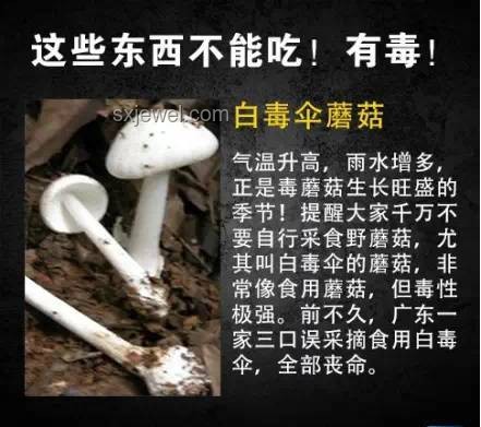 食品安全警鐘：68歲阿姨隔夜白木耳中毒事件深度剖析