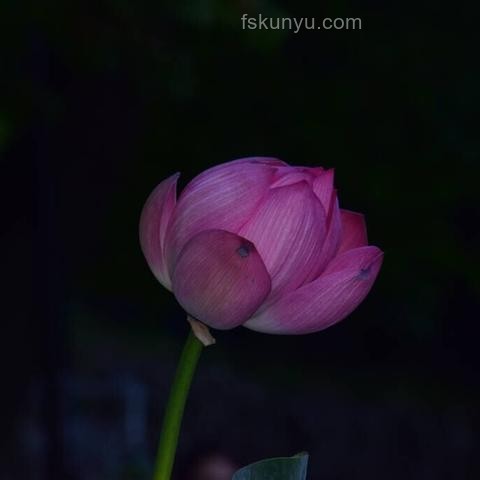 《長安的荔枝》啟示：李善德的職場路徑是當代晉升必備嗎？