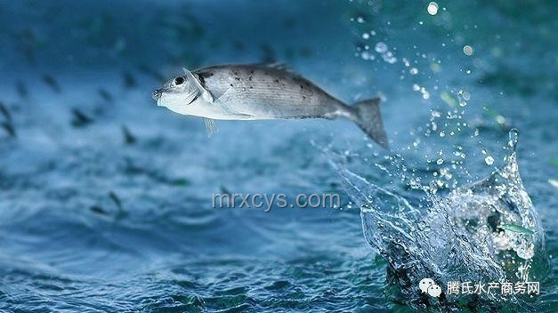 男子釣鱷事件透視：野生動(dòng)物管理與休閑漁業(yè)融合新挑戰(zhàn)