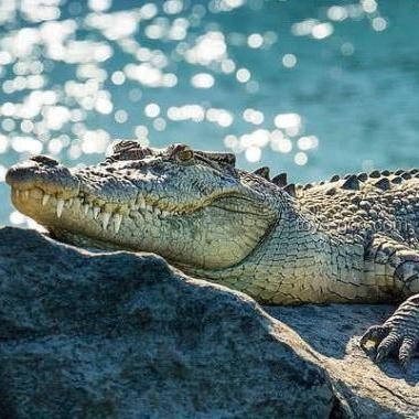 男子意外釣到鱷魚與常規(guī)釣魚事件的對(duì)比分析