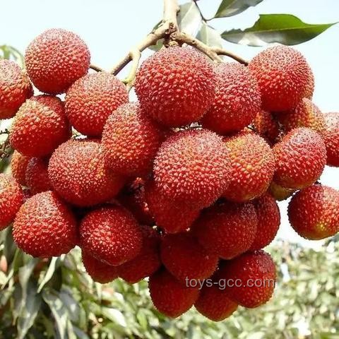 唐朝長安種植荔枝的農(nóng)業(yè)技術(shù)挑戰(zhàn)