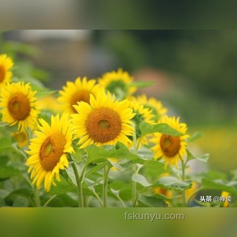男人最無(wú)聲的炫耀是什么，及如何實(shí)現(xiàn)