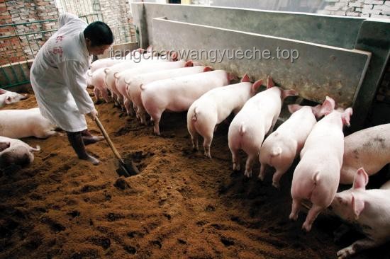 養(yǎng)豬業(yè)新展望：養(yǎng)豬人還得熬過變革，迎接曙光？