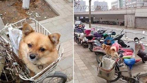 快遞盒印小狗圖案，快遞員配送時(shí)的微妙不適????