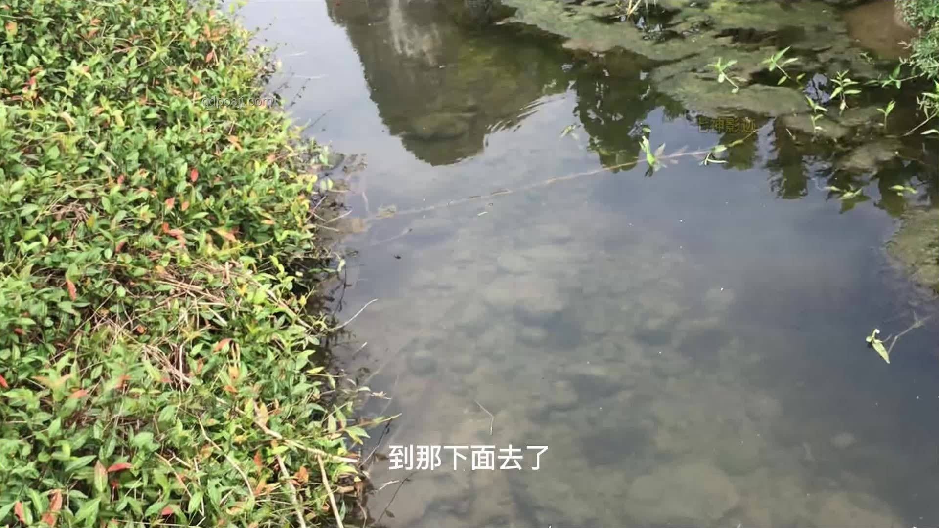 現(xiàn)實版小石潭記：探秘自然之美與古文意境