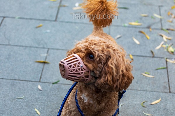 男子教唆犬只攻擊他人寵物狗案例研究