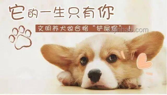如何應(yīng)對(duì)男子教唆犬只攻擊他人寵物狗：防范與應(yīng)對(duì)指南