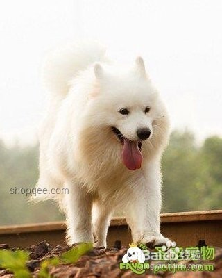 男子教唆犬只攻擊他人寵物狗：行為動機與社會影響深度分析