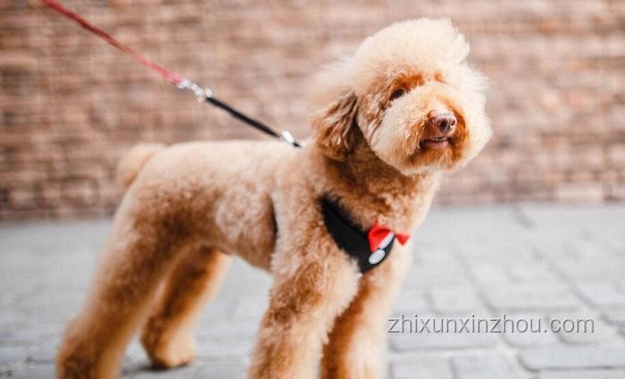 男子教唆犬只攻擊他人寵物狗事件引發(fā)的行業(yè)洞察