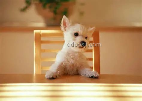 男子教唆犬只攻擊行為對比：責(zé)任與后果分析