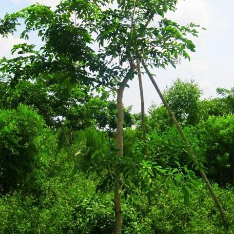 專家解析：中國(guó)大媽未被黃金套住現(xiàn)象深度探討