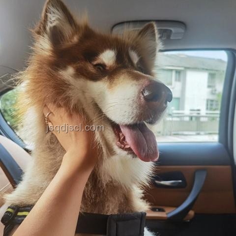 湖南惡犬流竄小區(qū)咬傷人數(shù)案研究