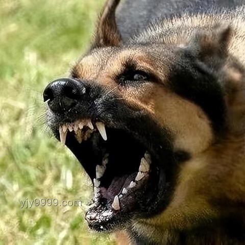 湖南惡犬傷人事件解決方案：捕獲與社區(qū)安全防護(hù)