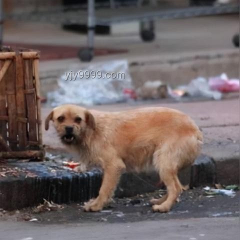 湖南惡犬傷人事件解決方案：捕獲與社區(qū)安全防護(hù)