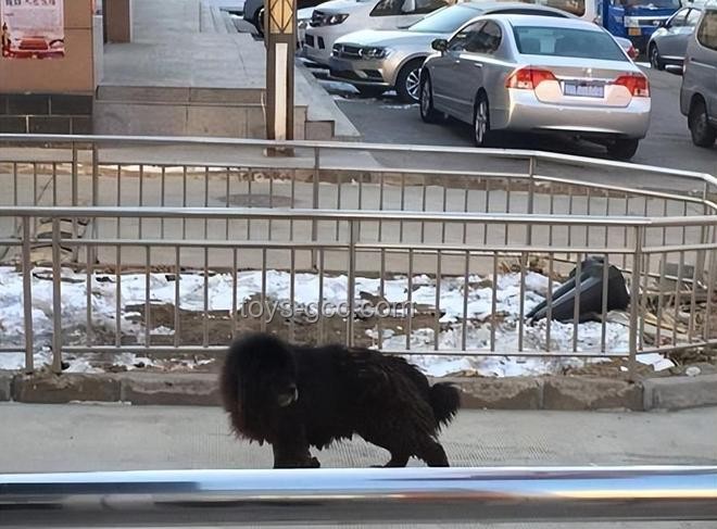 湖南惡犬流竄傷人事件深度分析