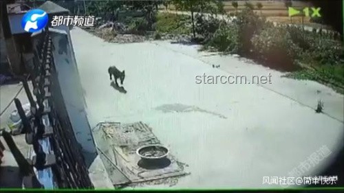 湖南惡犬流竄傷人事件知識(shí)普及