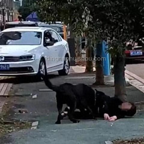 湖南惡犬傷人事件應(yīng)對(duì)指南：保護(hù)自身安全
