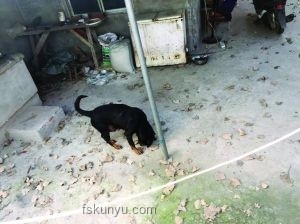 湖南惡犬流竄咬傷多人事件深度分析