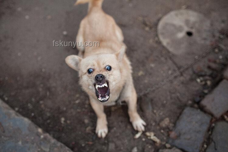 湖南惡犬流竄咬傷多人事件深度分析