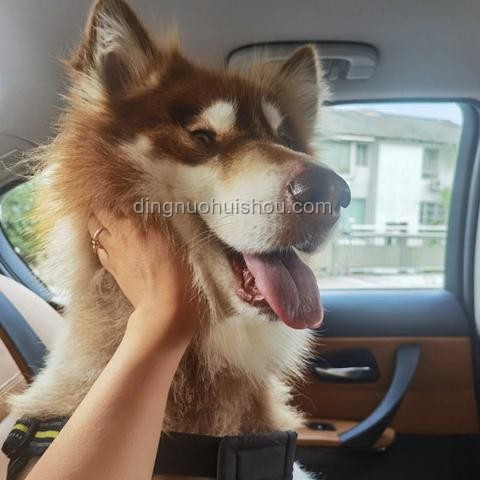 湖南惡犬傷人事件應(yīng)對(duì)指南：保護(hù)自身安全