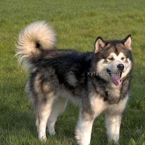 湖南惡犬事件與社區(qū)安全管理對(duì)比分析