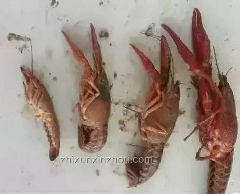 龍蝦咬扇子：解決方案與預(yù)防措施