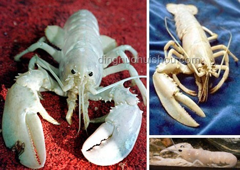 龍蝦咬扇子案例研究：動(dòng)物行為異常分析