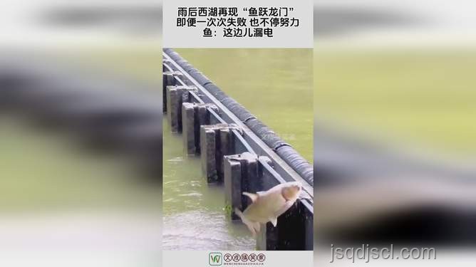 雨后西湖魚躍龍門，預(yù)示成功伏筆新趨勢