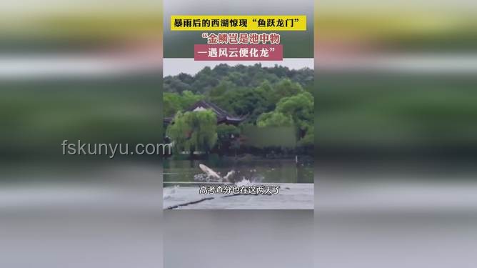 魚躍龍門新解：跨界思維下的成功伏筆，雨后西湖啟示錄