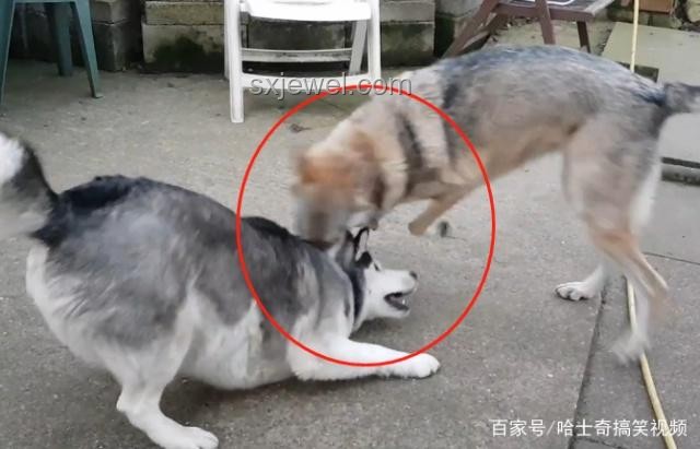 錯把狼狗當(dāng)狼養(yǎng)？！一段啼笑皆非的經(jīng)歷