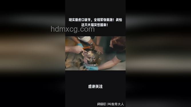 震驚！虎口拔牙式創(chuàng)新：解鎖危險瞬間的靈感火花