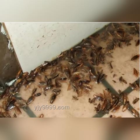 蟑螂與粥批：生活困擾與社交圈子的對(duì)比分析