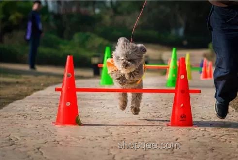 賽飛兒名句解析：關注背后的深意與動物保護