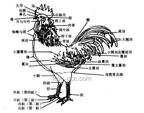 “雞”王爭霸：家禽養(yǎng)殖業(yè)的龍頭之戰(zhàn)與行業(yè)趨勢深度剖析