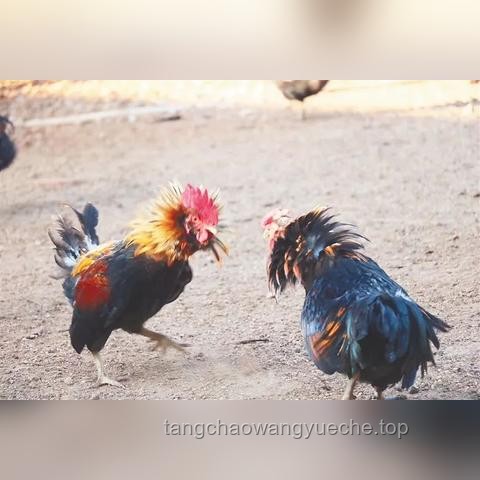 “雞”王爭(zhēng)霸賽：從菜鳥(niǎo)到霸主的養(yǎng)雞心得??,??,斗智,成長(zhǎng),樂(lè)趣