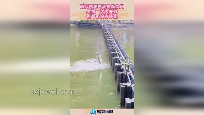 雨后西湖魚躍龍門，預(yù)示成功新趨勢？