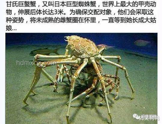 《摩洛哥》劇情與巨型蜘蛛蟹現(xiàn)實(shí)的對(duì)比分析