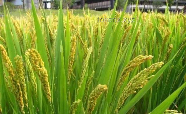 安靜的稻田與優(yōu)秀船長(zhǎng)的培育：挑戰(zhàn)與啟示