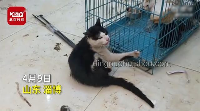 大學(xué)生虐貓事件處理方式的對比分析：法律、教育、心理輔導(dǎo)與社會責(zé)任