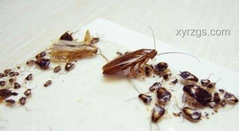 原創(chuàng)曲背后的故事：《蟑螂滿屋，粥批難尋》案例研究