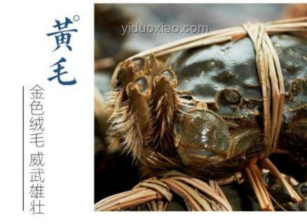 青蟹王VS雀尾螳螂蝦：海洋斗獸背后的養(yǎng)殖與生態(tài)洞察
