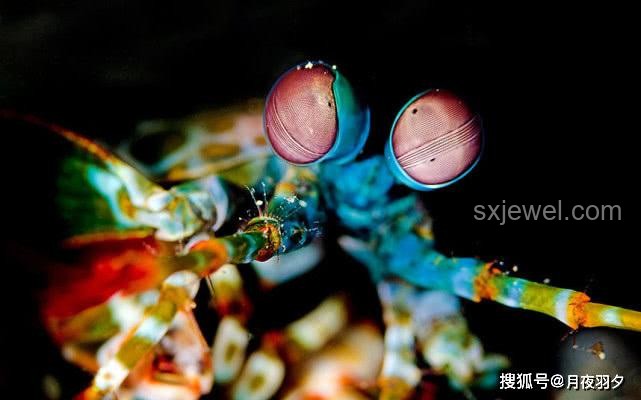 青蟹王VS雀尾螳螂蝦：海洋斗獸棋的勝負之謎