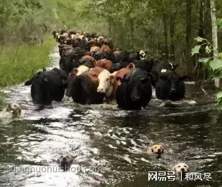 貴州榕江特大洪水親歷記：守望相助，共渡難關(guān)??,團(tuán)結(jié),勇氣,重建