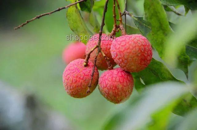 《長(zhǎng)安的荔枝》結(jié)局揭秘：借錢與荔枝樹的命運(yùn)