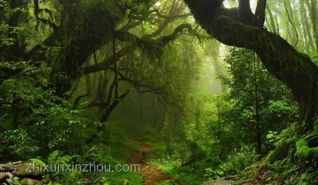 顛覆歷史瞬間！亞馬遜雨林驚現(xiàn)巨大骨灰甕探險記??