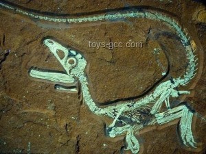 亞馬遜考古新發(fā)現(xiàn)：顛覆歷史，巨大骨灰甕預(yù)示文化革新