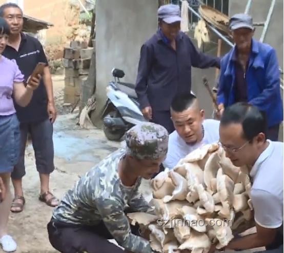 云南警方辟謠果樹下發(fā)現(xiàn)尸體事件深度分析