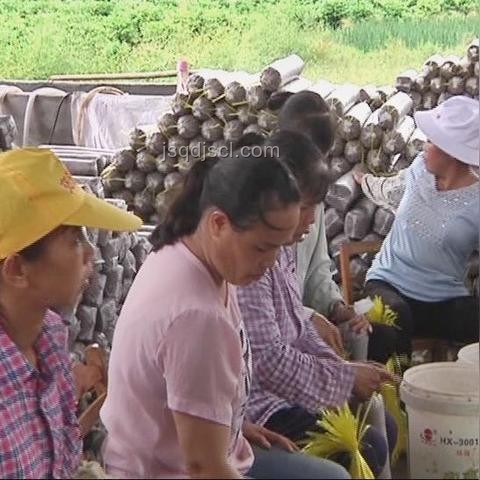 村支書為農(nóng)產(chǎn)品代言：創(chuàng)新助農(nóng)各顯神通